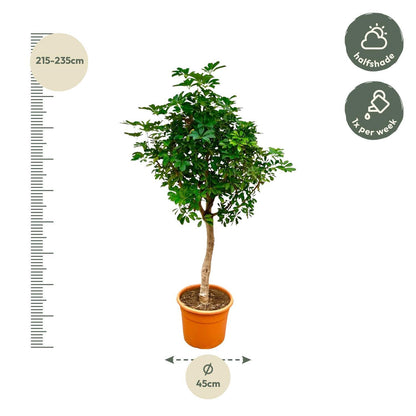 Schefflera auf Stamm – 225 cm ø45 – Zimmerpflanze – XXL Zimmerpflanzen – Strahlenaralie