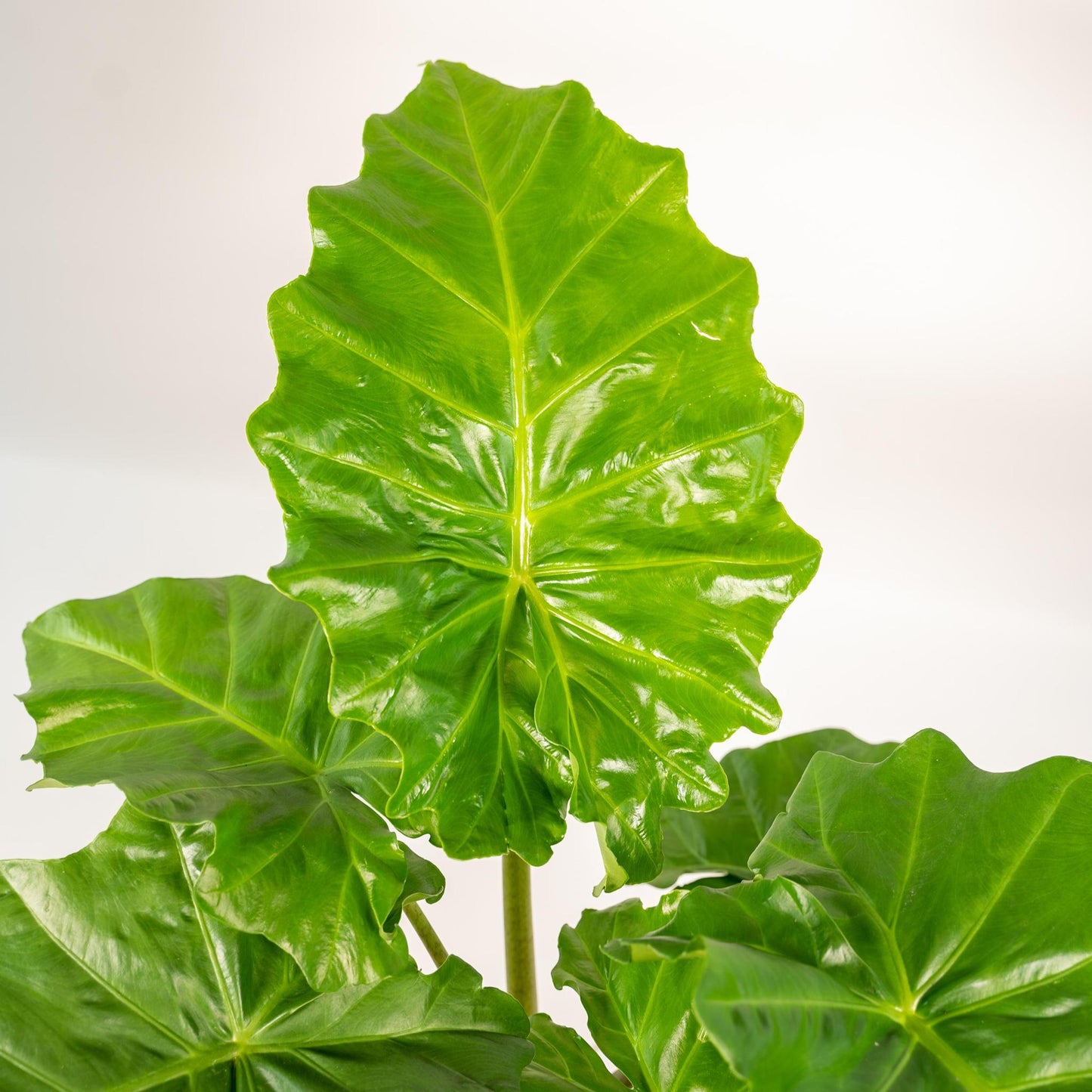 Alocasia Portodora - Ø21cm - ↕80cm + Topf Mayk Lead - grüne-wurzel