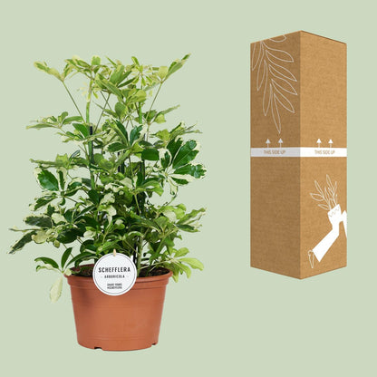 Schefflera Charlotte - Ø21cm - Höhe 55cm - Zimmerpflanze - Umbrella Baum - grüne-wurzel