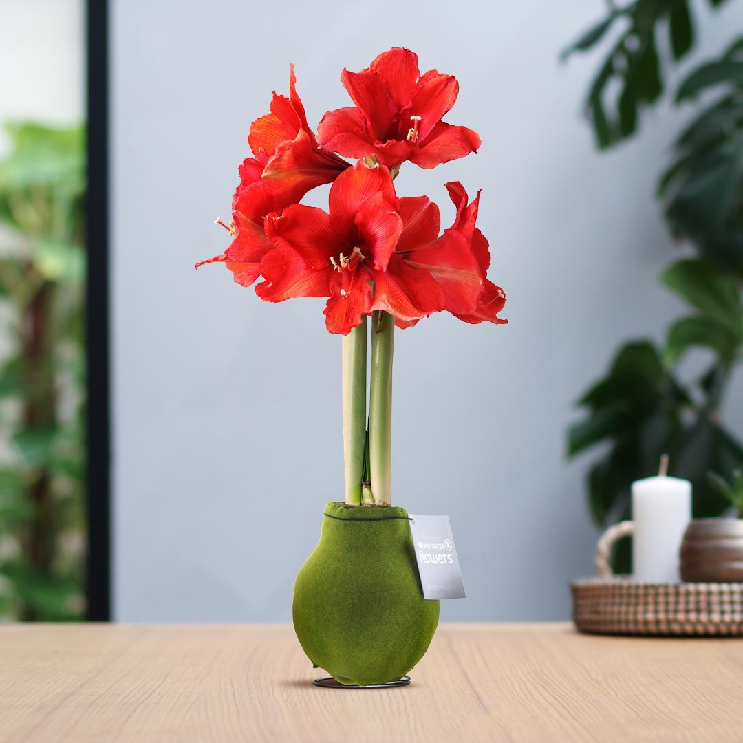 Amaryllis rote No Water Blume Samt Stil Pflegeleichte Zimmerpflanze 8 Farben Blühend - weiß und rot