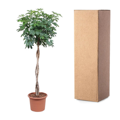 Schefflera Arboricola Compacta geflochtener Stamm – 190 cm ø40 – XXL Zimmerpflanzen – Zimmerpflanze groß – Strahlenaralie