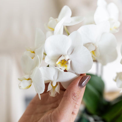 Phalaenopsis Orchidee 'Amabilis' – weiße Orchidee – blühende Zimmerpflanze inkl. Ziertopf Ø9cm – pflegeleichte Orchidee kaufen frisch vom Züchter