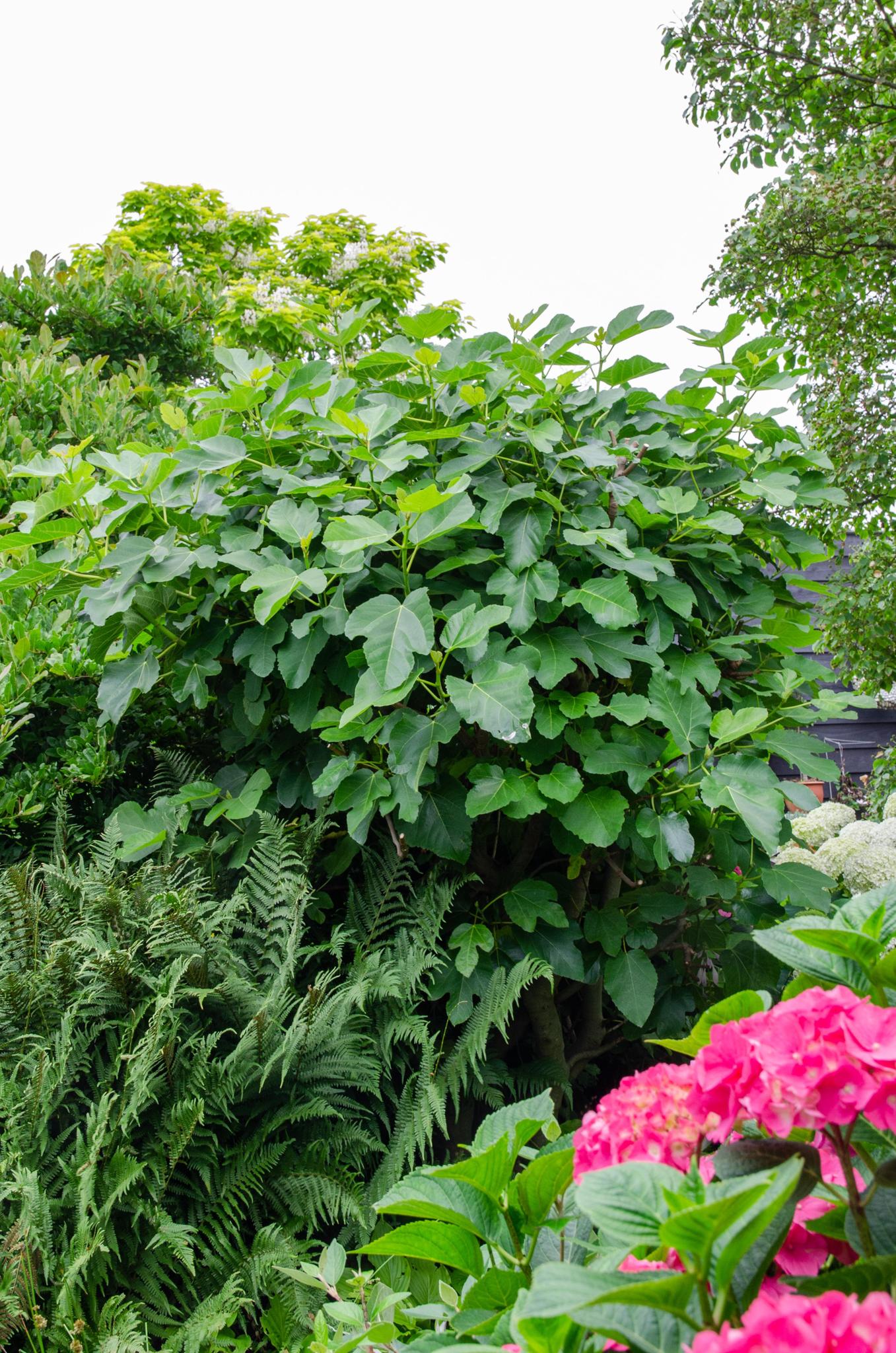 Ficus Gustissimo Perretta - Bio Feigenbaum - Ø13cm - Höhe 45cm - 100% Bio - Gartenpflanze - grüne-wurzel