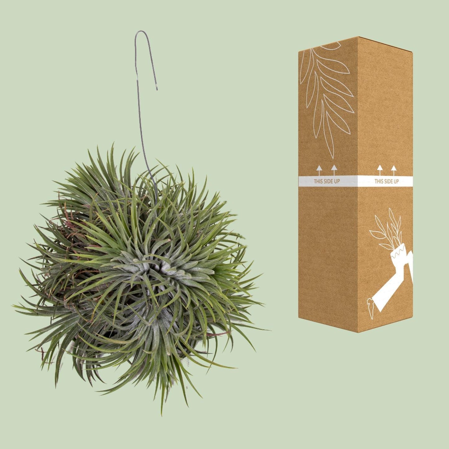 Tillandsia Ionantha Abdita - Ø15cm - Höhe 20cm - Zimmerpflanze - Luftpflanze - grüne-wurzel