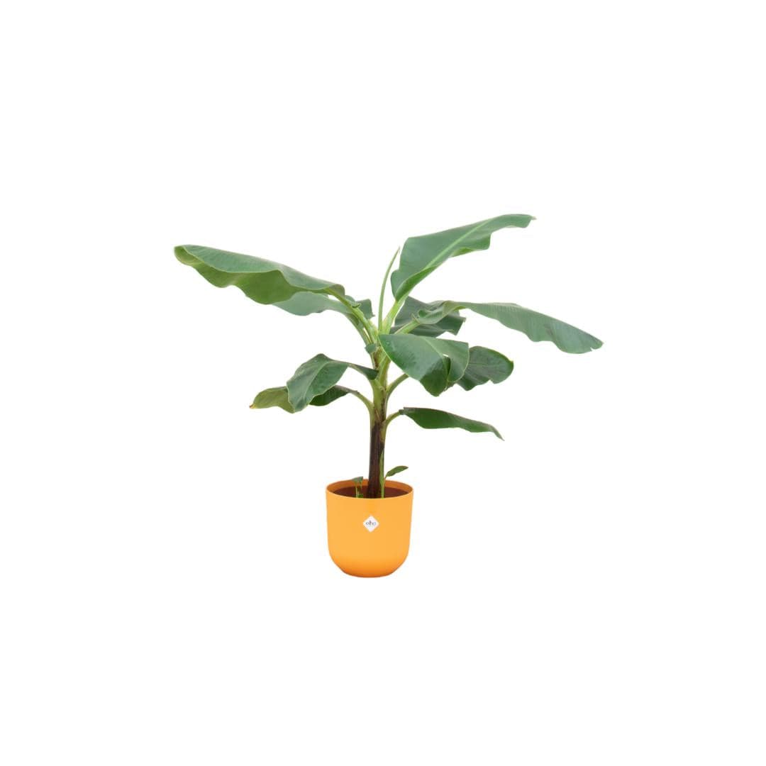 Banana plant Musa - houseplant with elho pot purple - height 100 cm