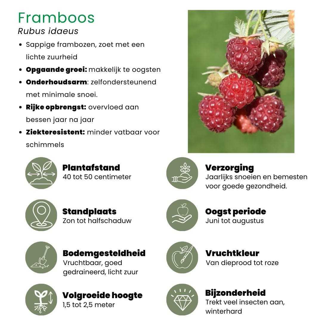 4x Bio Obstpflanzen Set Fruchtparadies - Himbeere, Blaubeere Heidelbeere, Brombeere, Rote Johannisbeere - Ø13 cm - Gartenpflanze - grüne-wurzel