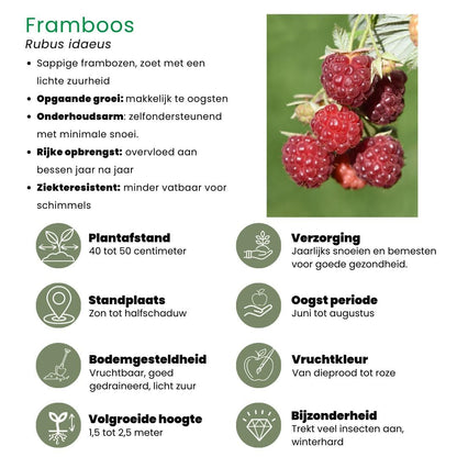 4x Bio Obstpflanzen Set Fruchtparadies - Himbeere, Blaubeere Heidelbeere, Brombeere, Rote Johannisbeere - Ø13 cm - Gartenpflanze - grüne-wurzel