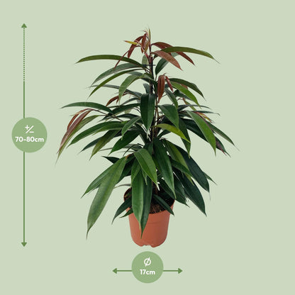 Ficus Binnendijkii - Amstel King - 75cm - Ø17cm - Zimmerpflanze - Immergrüne Pflanzen