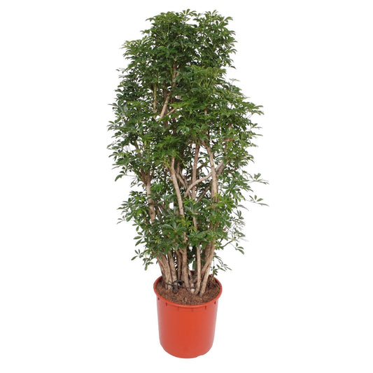 Schefflera Luseana – 160 cm ø34 – Zimmerpflanze – XXL Zimmerpflanzen – Strahlenaralie