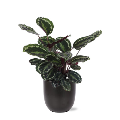 Calathea Medaillon mit Topf oder Korb in verschiedenen Farben - Zimmerpflanze - Ø21cm, ↕70cm