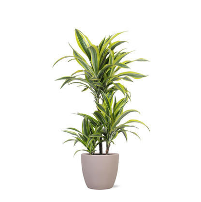 Dracaena Lemon Lime mit Topf oder Korb in verschiedenen Farben - Zimmerpflanze - Ø21cm, ↕65cm - Drachenbaum