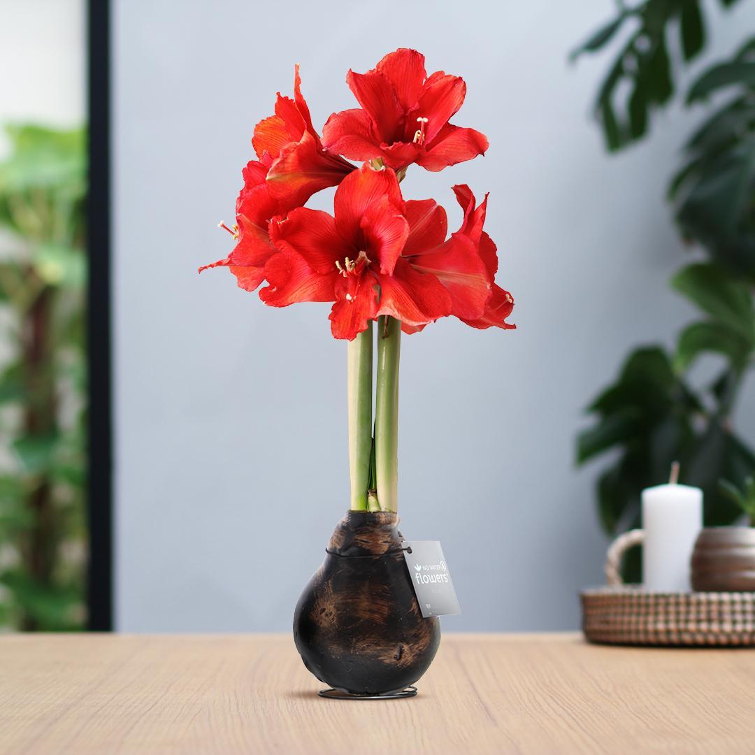 Amaryllis rote No Water Blumen Antik Stil Pflegeleichte Zimmerpflanze 3 Farben Blühend - Gold Kupfer Silber