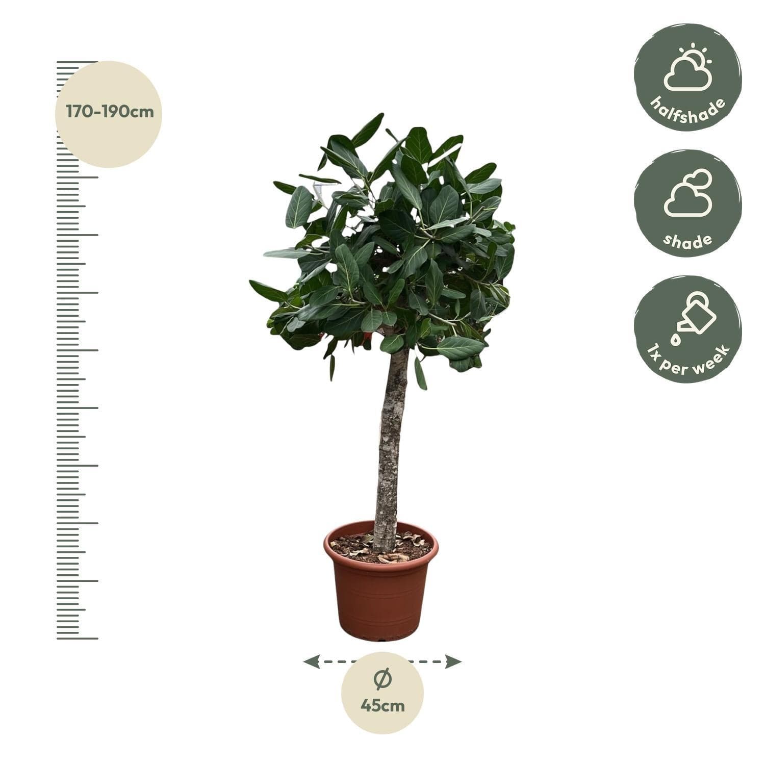 Ficus Benghalensis Banyan Feigenbaum - Zimmerpflanze - 180 cm - Ø45 cm Topf - grüne-wurzel