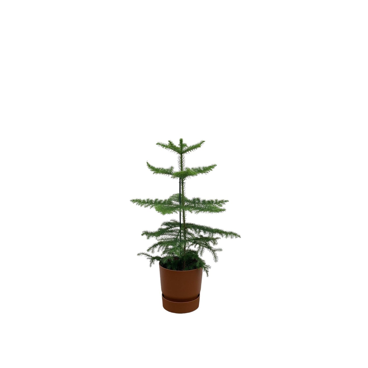 Araucaria mit Topf in verschiedenen Farben -  Zimmerkiefer 60 cm Ø18 - Zimmertanne Araucaria heterophylla - Immergrüne Zimmerpflanze