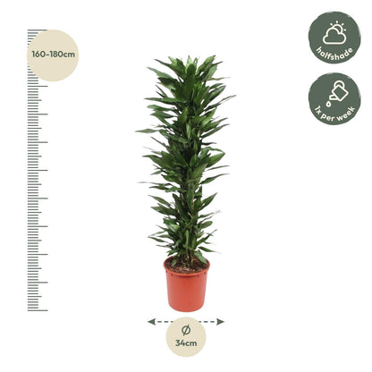 Dracaena Janet Lind – 170 cm Ø34 cm – Zimmerpflanze – XXL Zimmerpflanzen - Drachenbaum