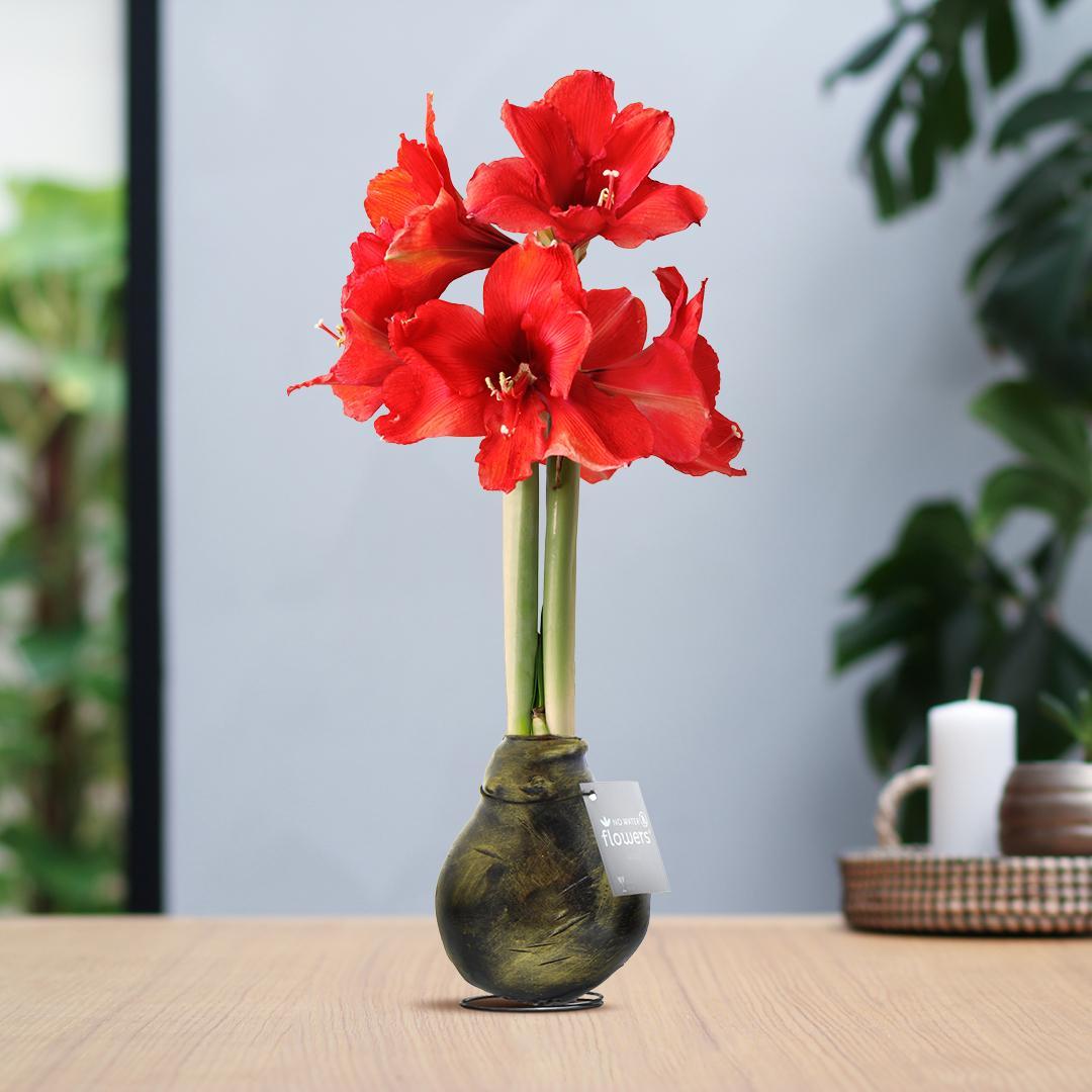 Amaryllis rote No Water Blumen Antik Stil Pflegeleichte Zimmerpflanze 3 Farben Blühend - Gold Kupfer Silber