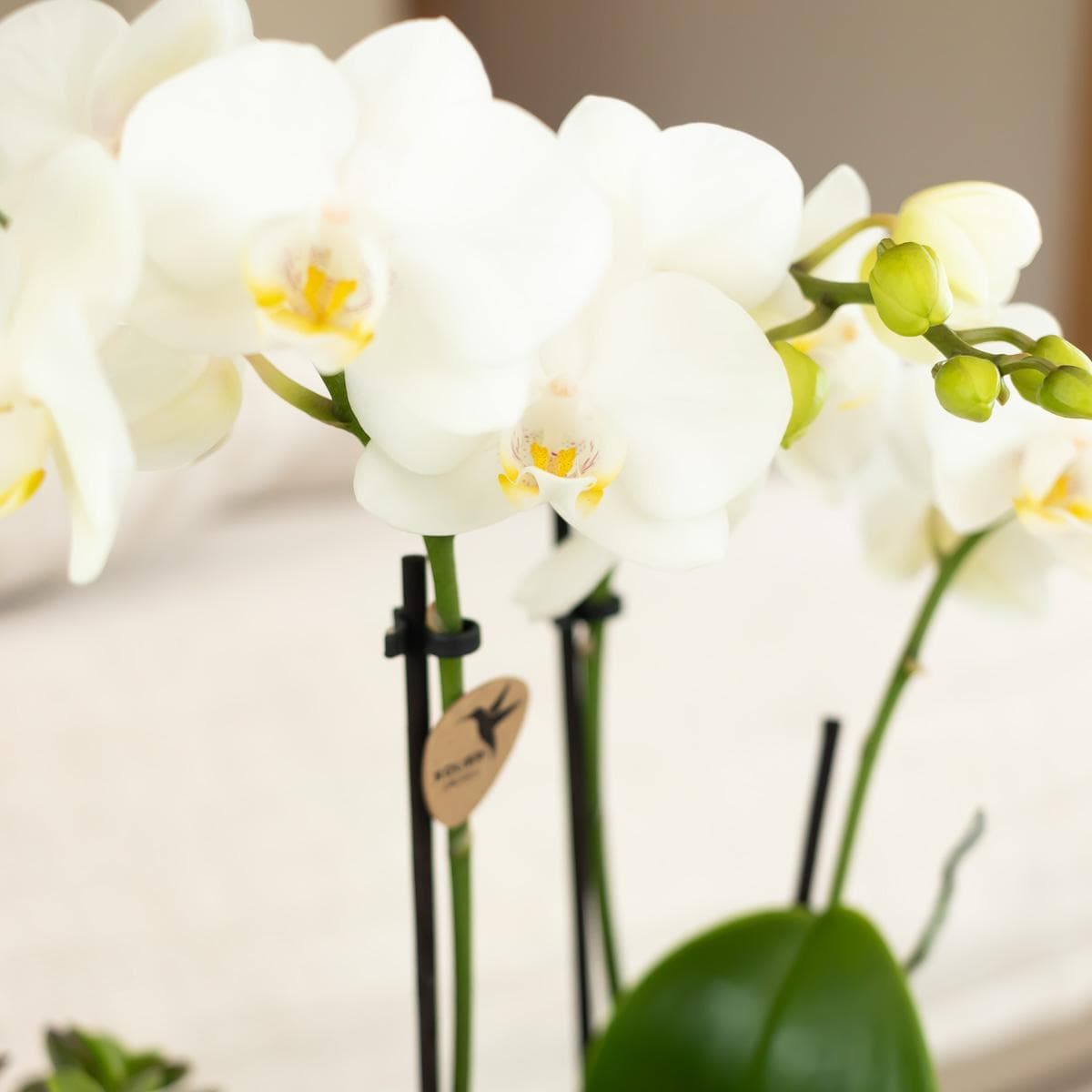 Kolibri Orchids | Weiße Phalaenopsis Orchidee - Amabilis - Orchidaceae - Schmetterlingsorchidee - Topfgröße Ø9cm | blühende Zimmerpflanze - frisch vom Züchter - grüne-wurzel