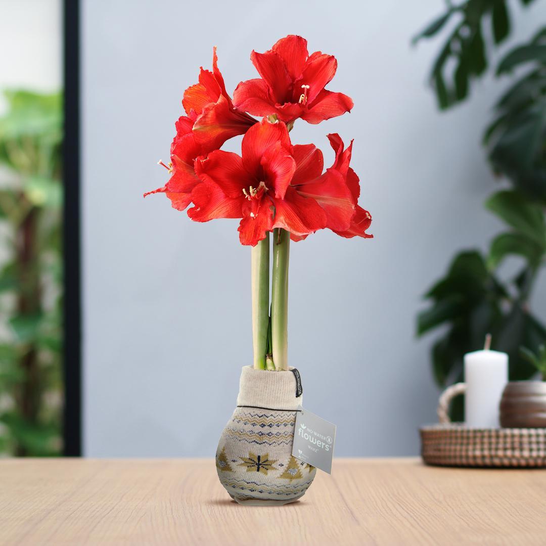 Amaryllis NoWater Rote Blumen Skandinavischer Weihnachts-Stil - Pflegeleichte Blühende Zimmerpflanze in 3 Farben mit Tannen und Schneelflocken Muster Design