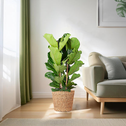 XL Ficus Lyrata mit Korb Torun – 140cm – Ø27 – Zimmerpflanze groß – Geigenblattpflanze – Ficus