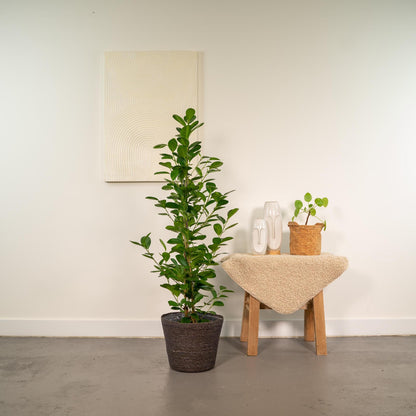 Ficus microcarpa Moclame - Ø21cm - ↕95cm + Korb Igmar - grüne-wurzel