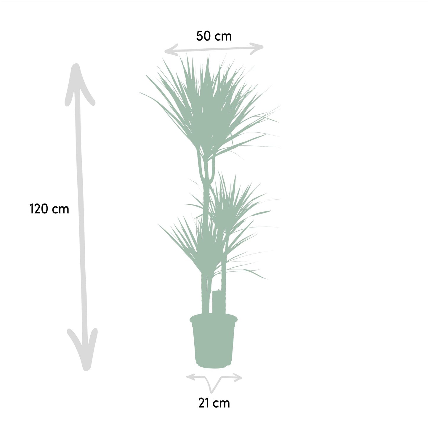 Dracaena Marginata – 120 cm Ø21 cm – Zimmerpflanze – XXL Zimmerpflanzen – Drachenbaum