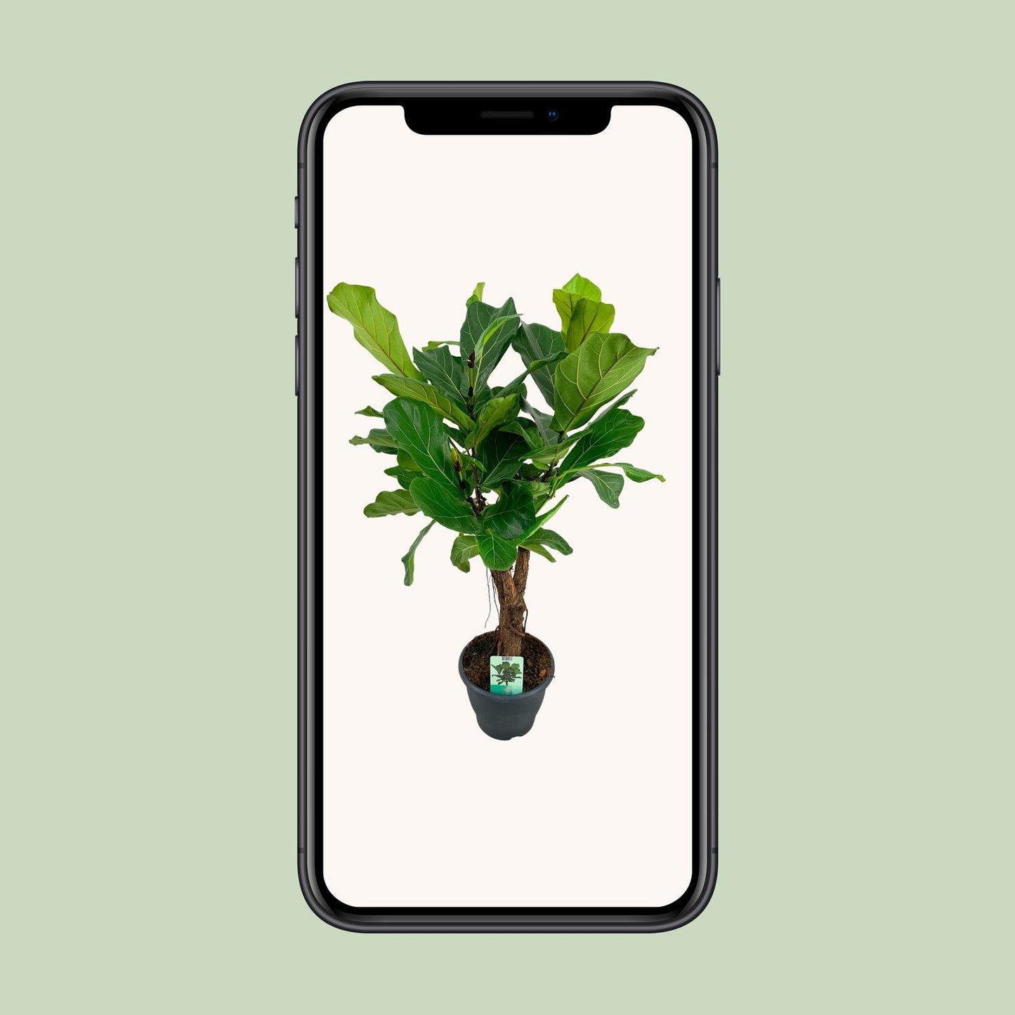 Ficus Lyrata – 100 cm Ø26 cm – Zimmerpflanze – XXL Zimmerpflanzen – Geigenfeigenbaum