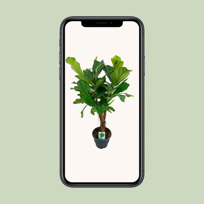 Ficus Lyrata – 100 cm Ø26 cm – Zimmerpflanze – XXL Zimmerpflanzen – Geigenfeigenbaum