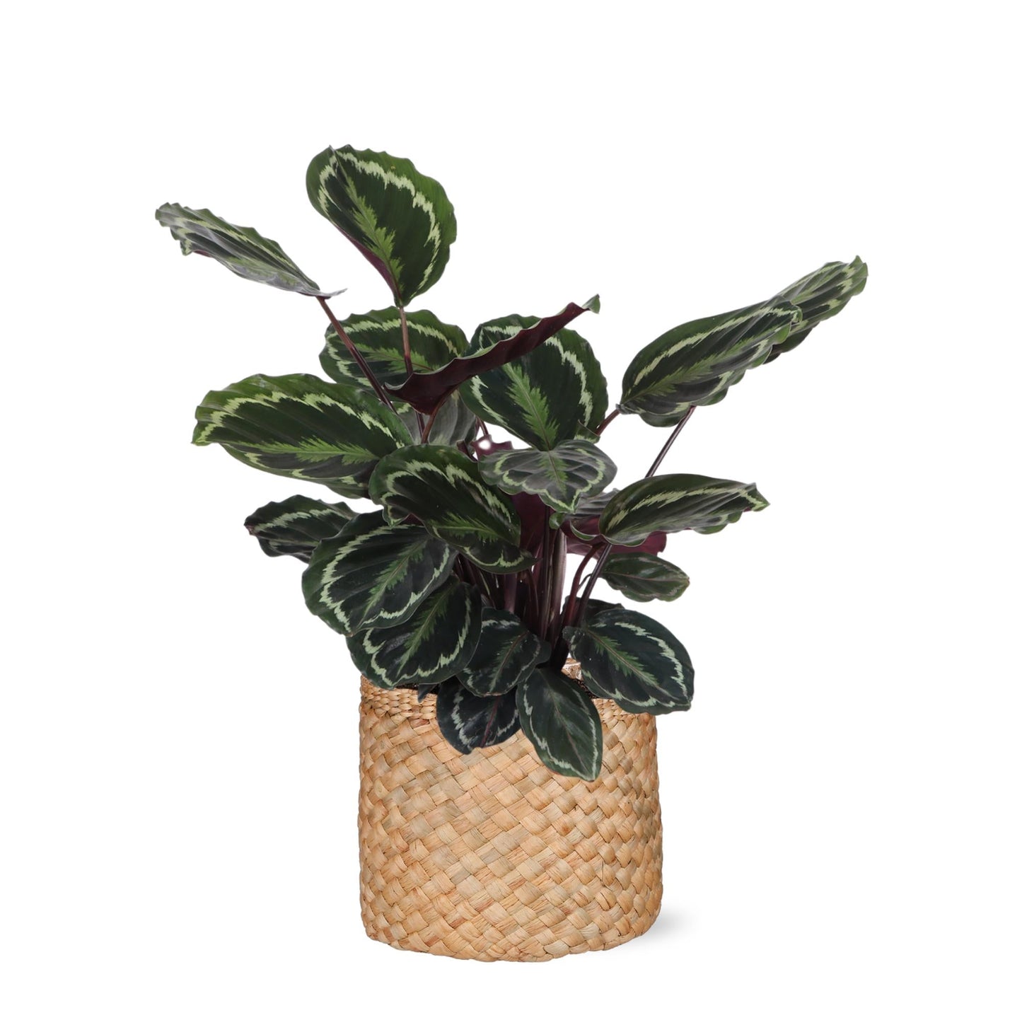 Calathea Medaillon mit Topf oder Korb in verschiedenen Farben - Zimmerpflanze - Ø21cm, ↕70cm