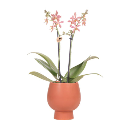 Kolibri Orchids | Orange Phalaenopsis Orchidee - Spider in Scandic Terracotta - Topfgröße Ø9cm | Blühende Zimmerpflanze - Frisch vom Züchter Orchidaceae - grüne-wurzel