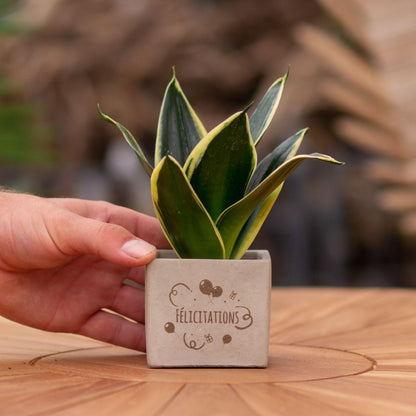 Sansevieria Bogenhanf "Félicitations" - Pflegeleichte Zimmerpflanze im Congreetz® Plantpot - Grünes Glückwunschgeschenk