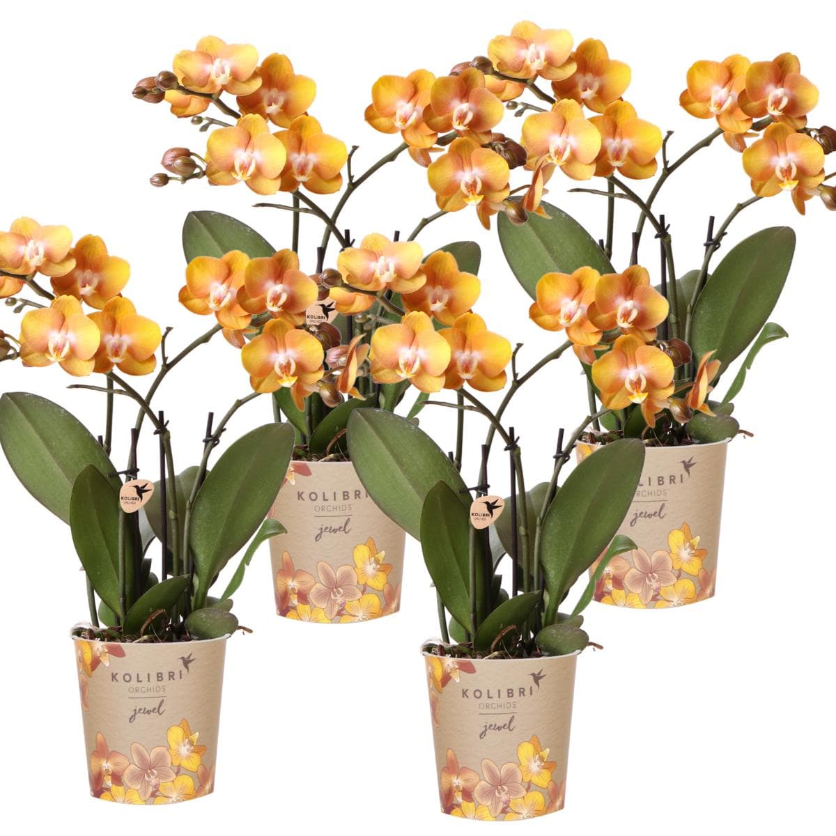 Kolibri Orchids | 4 Phalaenopsis Orchideen Orchidaceae Las Vegas | Zimmerpflanze Ø12cm | Schmetterlingsorchidee blühend in Orange - grüne-wurzel