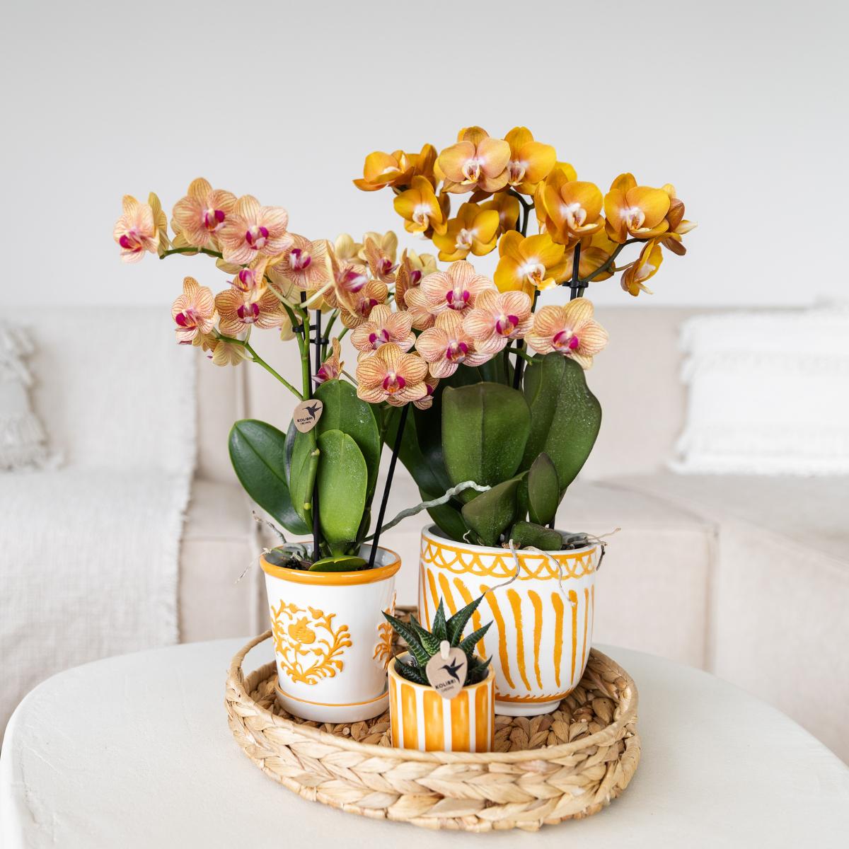 Kolibri Orchids | Kolibri Orchids – Phalaenopsis Orchidee Jamaica – orange blühende Zimmerpflanze – inkl. Deko-Topf Ø9cm – Orchidee kaufen frisch vom Züchter