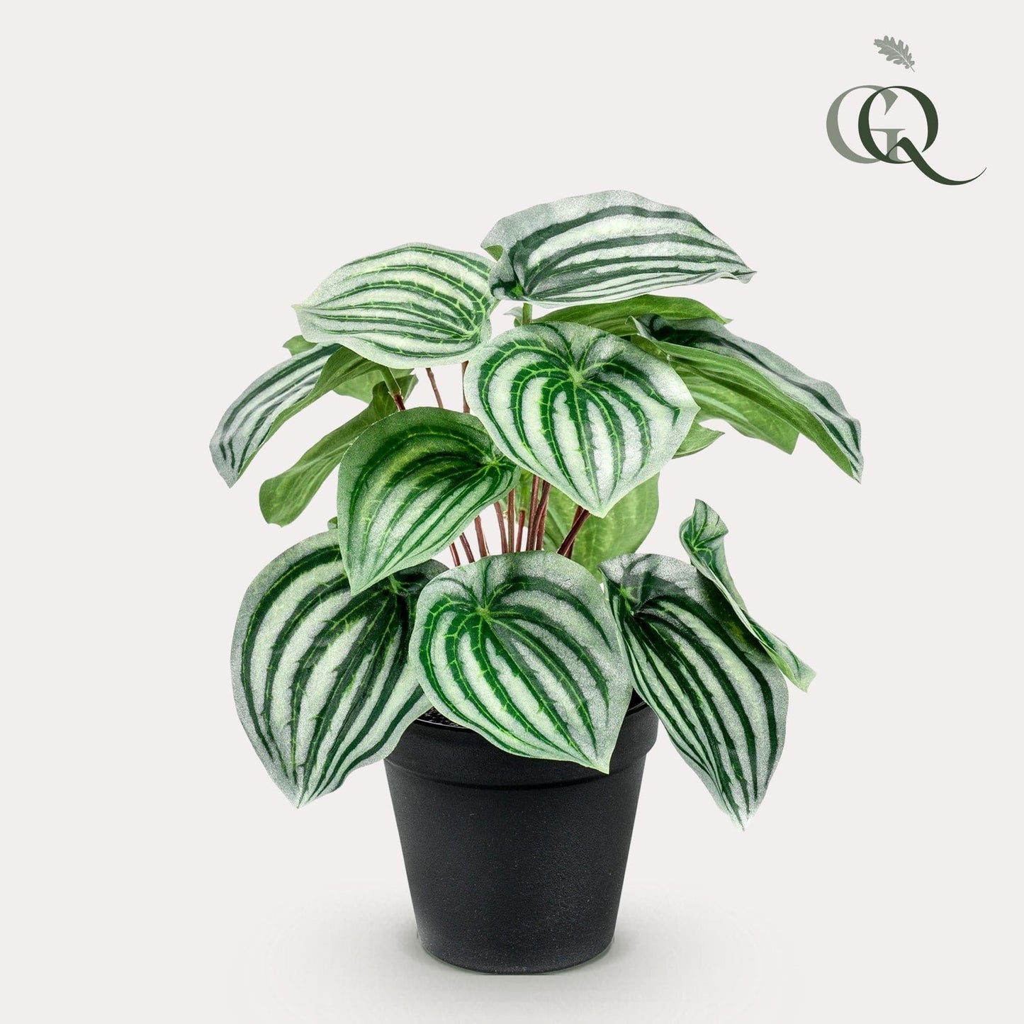 Peperomia Argyreia Kunstpflanze - Wassermelonen Peperomia - 25 cm - Zimmerpflanze - künstliche Pflanzen wie echt - grüne-wurzel