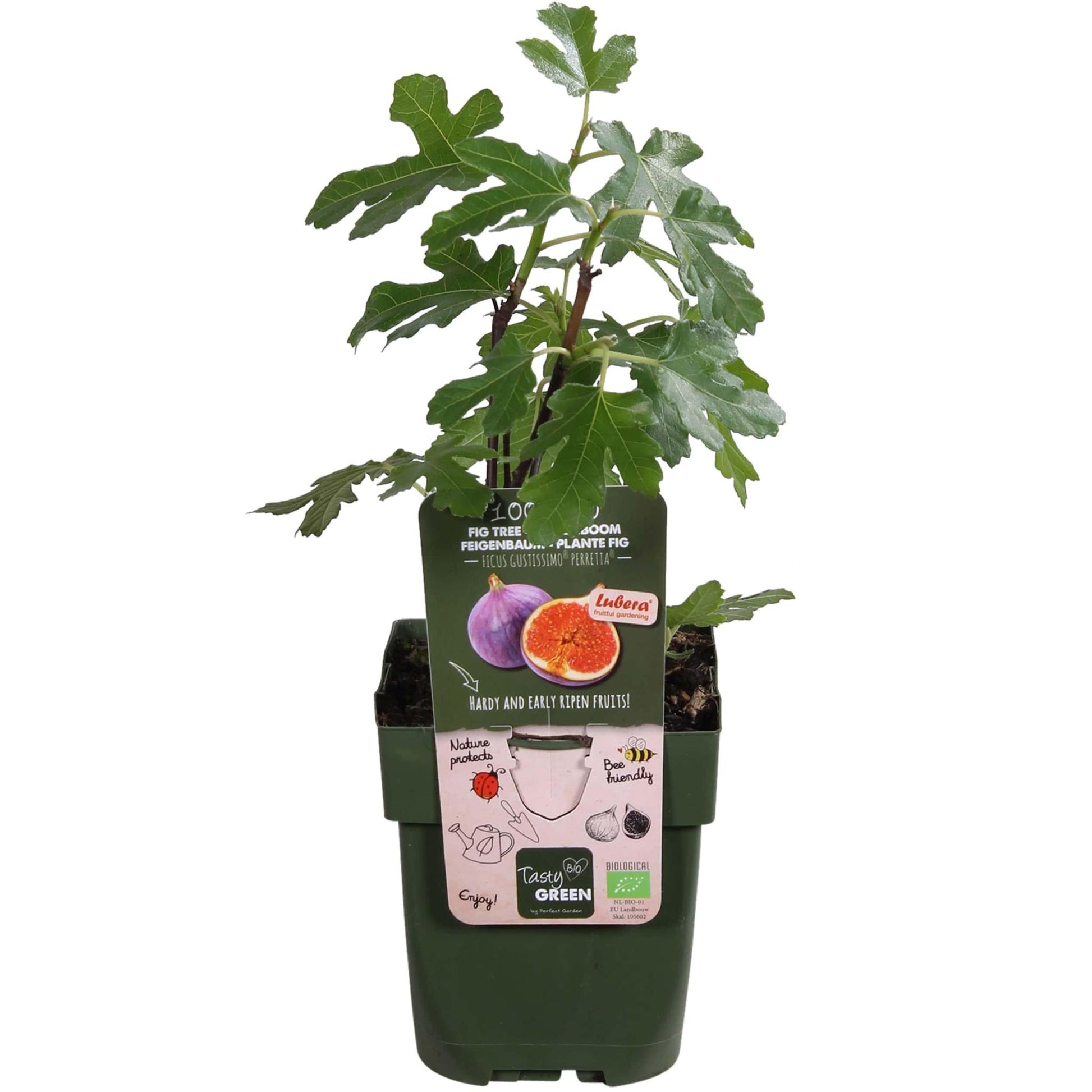 Ficus Gustissimo Perretta - Bio Feigenbaum - Ø13cm - Höhe 45cm - 100% Bio - Gartenpflanze - grüne-wurzel