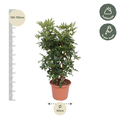 Schefflera Arboricola Compacta verzweigt – 140 cm ø40 – Zimmerpflanze – XXL Zimmerpflanzen – Strahlenaralie