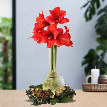 Amaryllis No Water Blumen Weihnachtskranz Blume - Pflegeleichte Blühende Weihnachts Zimmerpflanze in 3 Farben Gold Silber und Rot (Bordeaux)