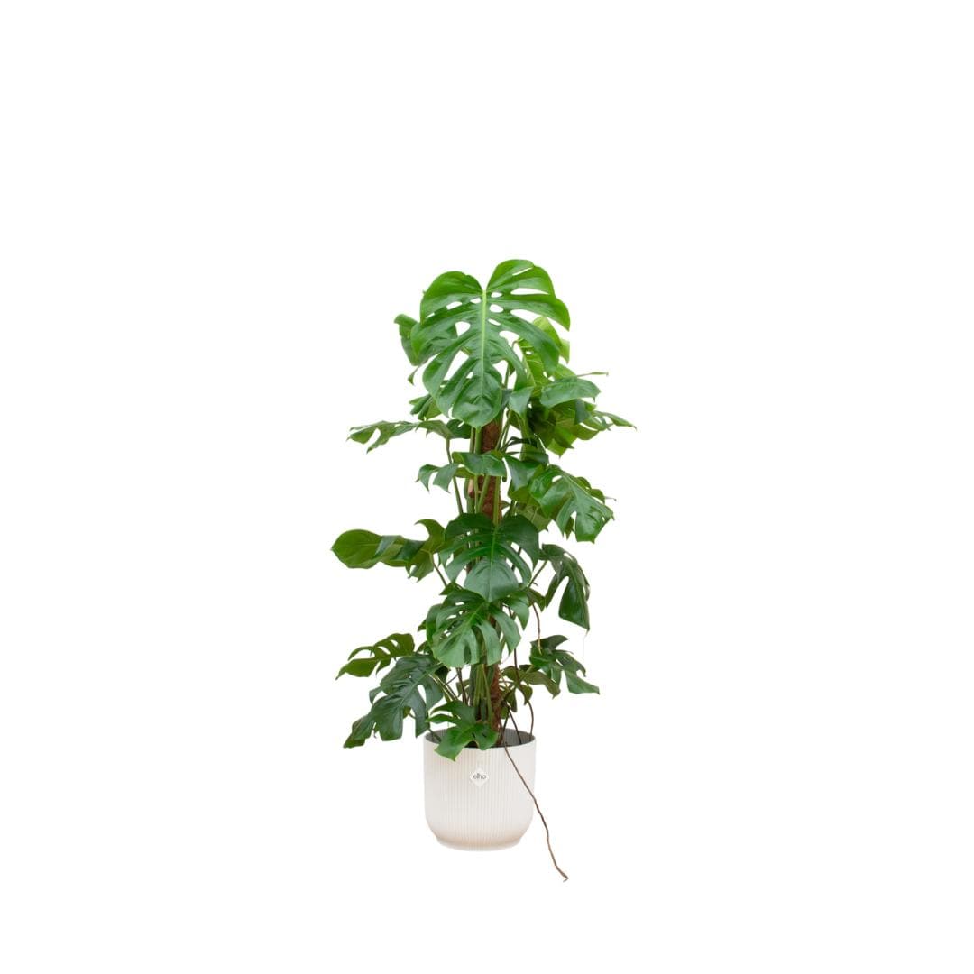 Monstera Pertusum mit Topf in verschiedenen Farben - Fensterblatt - 120cm Ø30 - Zimmerpflanze - große Zimmerpflanzen