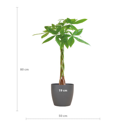 Pachira Aquatica mit Topf oder Jutekorb in verschiedenen Varianten -  80cm Ø21 – Zimmerpflanze – Geldbaum – Exotische Zimmerpflanzen