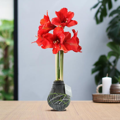 Amaryllis rote No Water Blumen Picasso Design Stil Pflegeleichte Zimmerpflanze 3 Farben Blühend - Schwarz Grün Weiß mit Muster