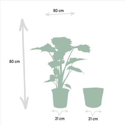 Alocasia Portodora - Ø21cm - ↕80cm + Korb Igmar - grüne-wurzel