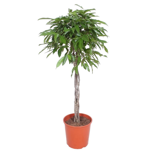 Ficus Amstel King mit geflochtenem Stamm - 150 cm - Ø30cm - Zimmerpflanze - Immergrüne Pflanzen - Zimmerpflanzen - Gummibaum