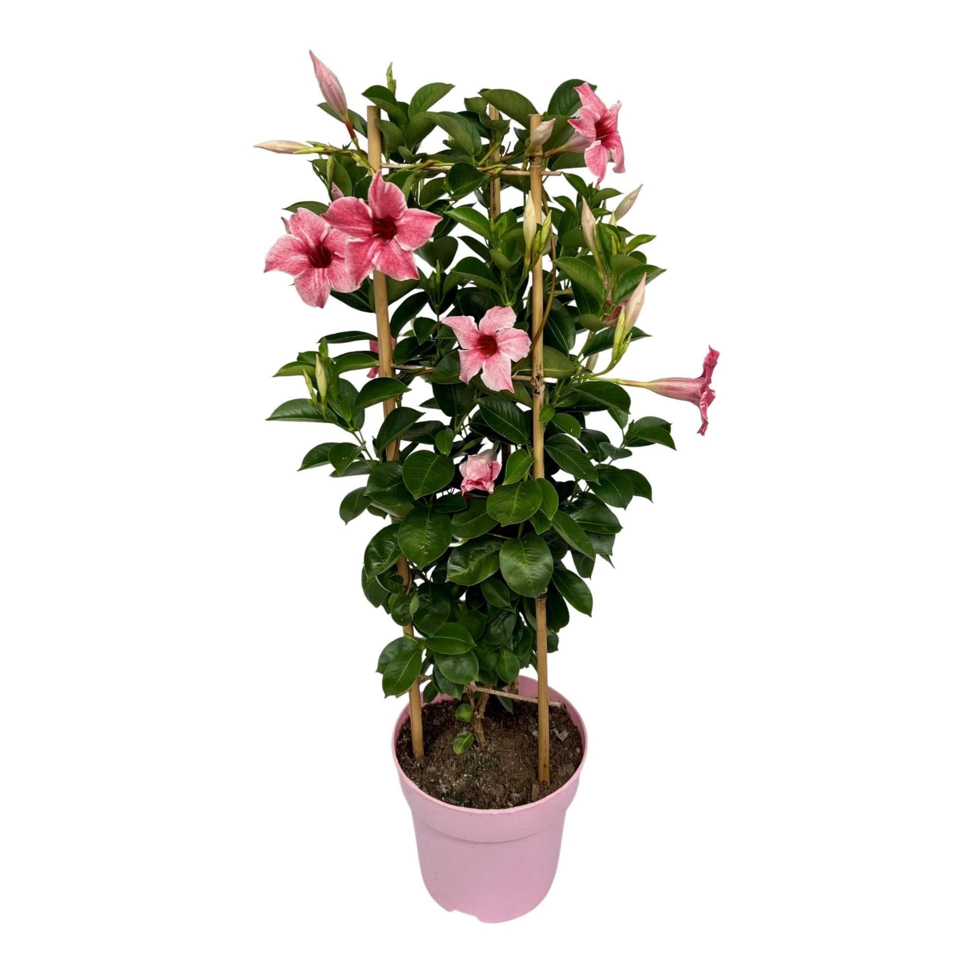 Mandevilla Sundaville Flamingo Pink im Turm Dipladenia - Durchmesser: 19 cm - Höhe: 75 cm - Kletterpflanze, Blütenpracht, Balkonpflanze, Gartenpflanze - grüne-wurzel