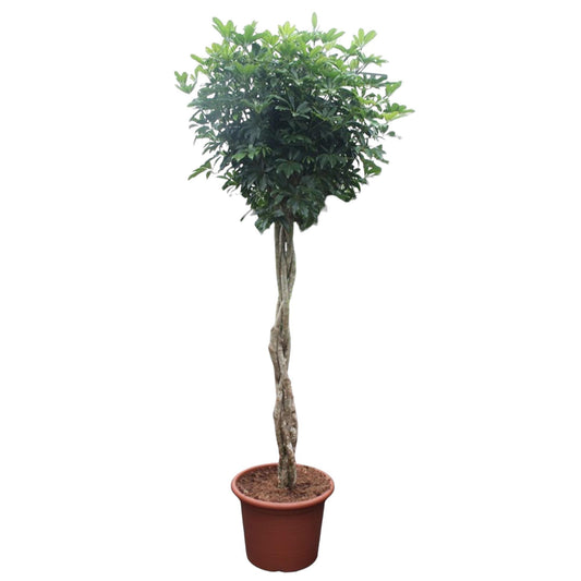 Schefflera Arboricola Compacta – 250 cm ø55 – Zimmerpflanze – XXL Zimmerpflanzen – Strahlenaralie