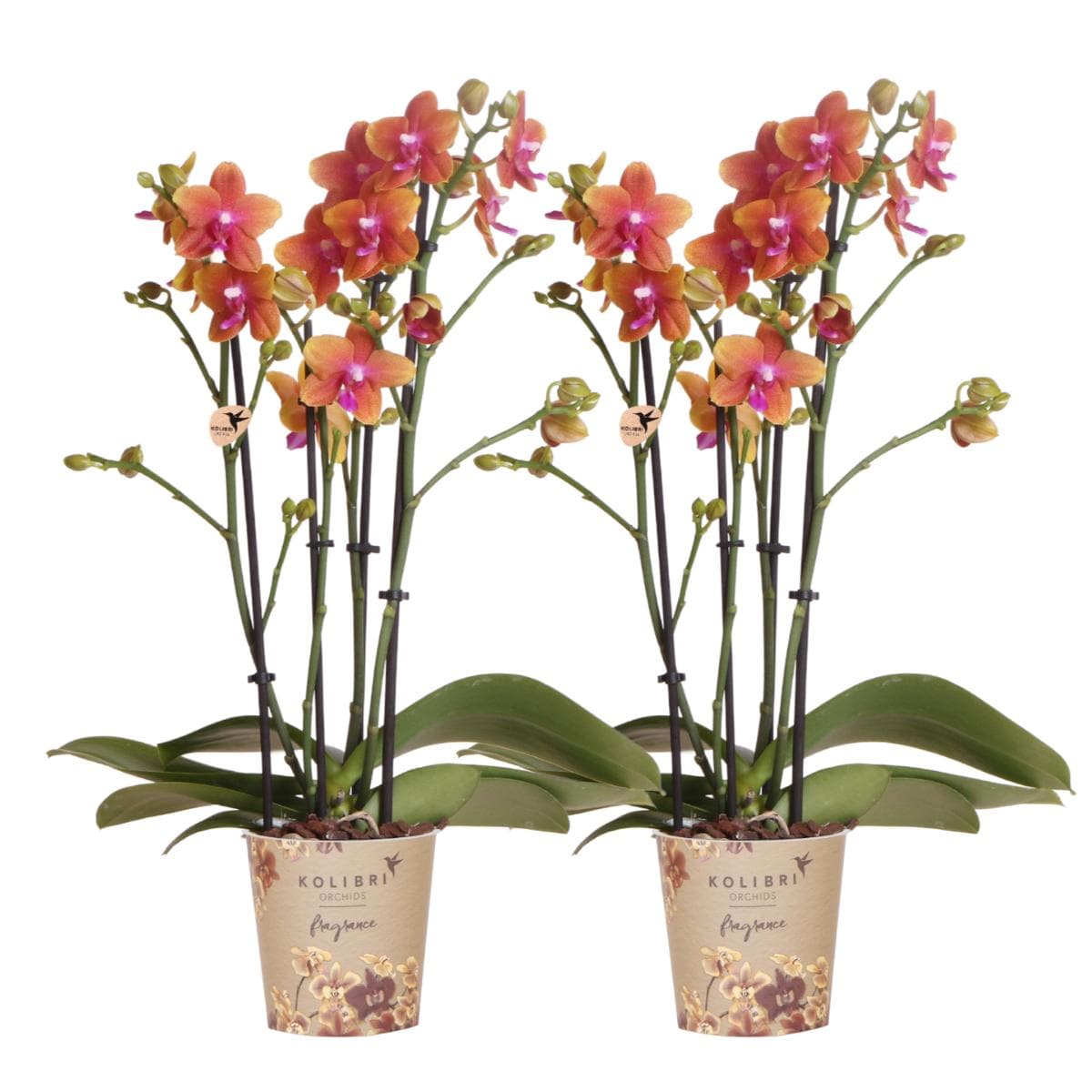 Kolibri Orchids | 2 duftende orangefarbene Phalaenopsis Orchideen Orchidaceae | Zimmerpflanze Ø12cm | Schmetterlingsorchidee blühend Rot Orange Lila - grüne-wurzel