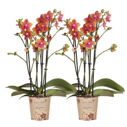 Kolibri Orchids | 2 duftende orangefarbene Phalaenopsis Orchideen Orchidaceae | Zimmerpflanze Ø12cm | Schmetterlingsorchidee blühend Rot Orange Lila - grüne-wurzel