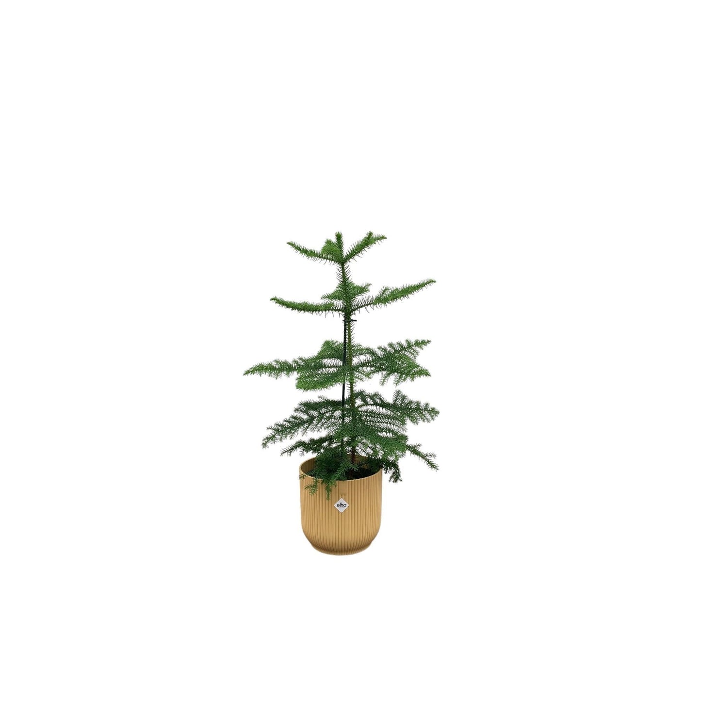 Araucaria mit Topf in verschiedenen Farben -  Zimmerkiefer 60 cm Ø18 - Zimmertanne Araucaria heterophylla - Immergrüne Zimmerpflanze