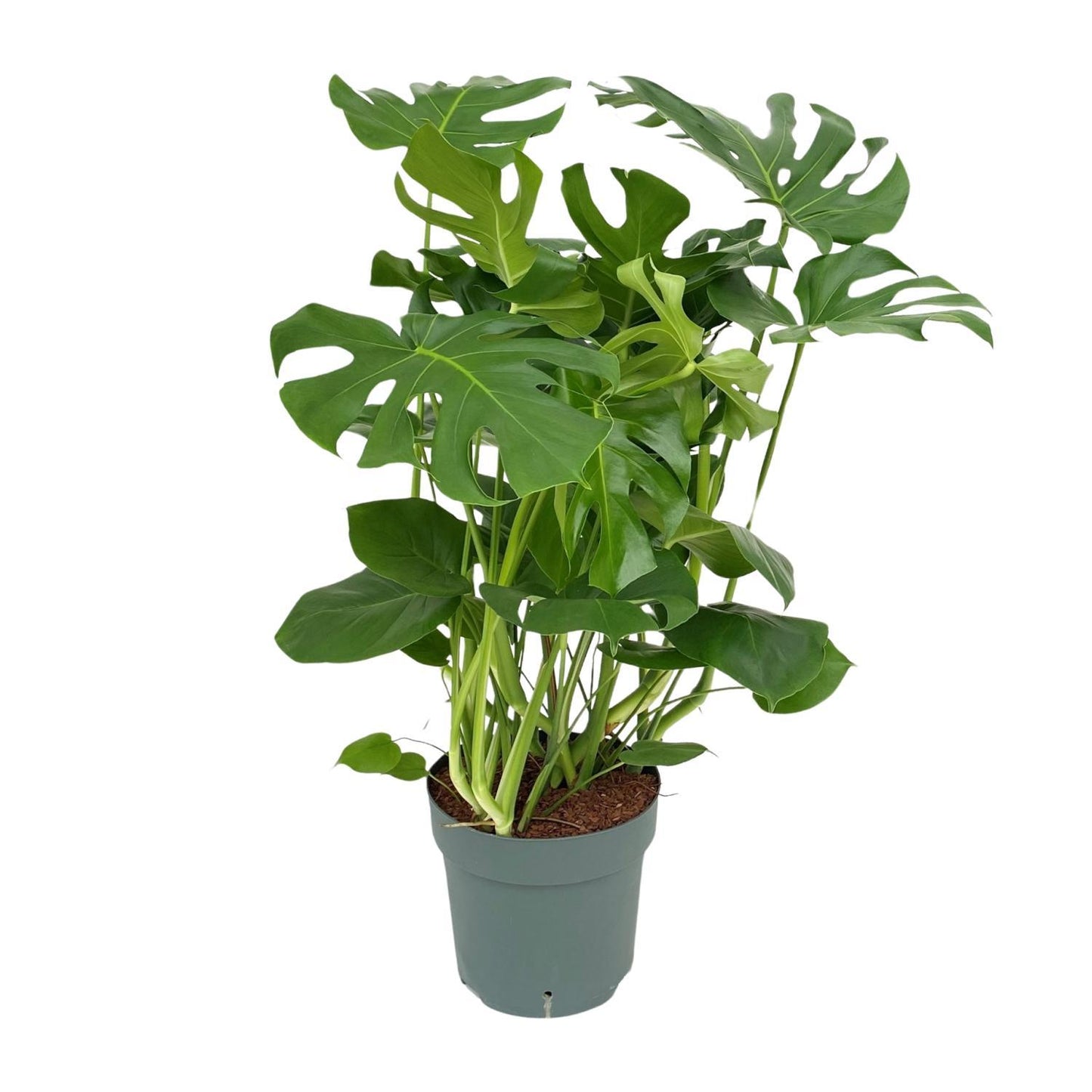 Monstera Deliciosa - Fensterblatt - Zimmerpflanze - Ø30cm - Höhe 100cm - grüne-wurzel