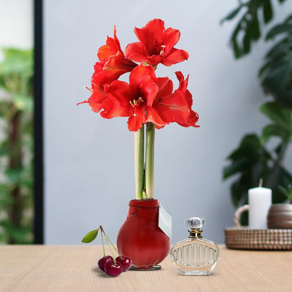 Amaryllis No Water rote Blumen mit Duft (Parfum) - Pflegeleichte Duftende Zimmerpflanze in 2 Varianten - Lavendel Kirsch Duft