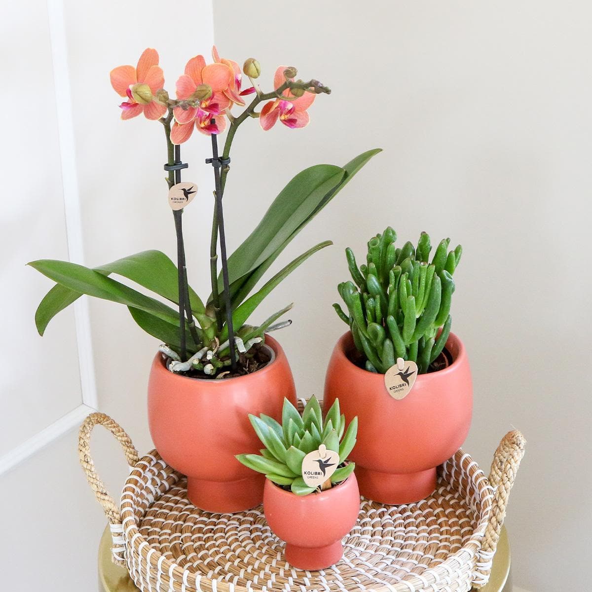 Kolibri Company - 3er Pflanzenset Scandic Terracotta | Rosa Phalaenopsis Schmetterlingsorchidee Orchidaceae und Sukkulenten | Zimmerpflanzen im Keramik-Ziertopf - grüne-wurzel