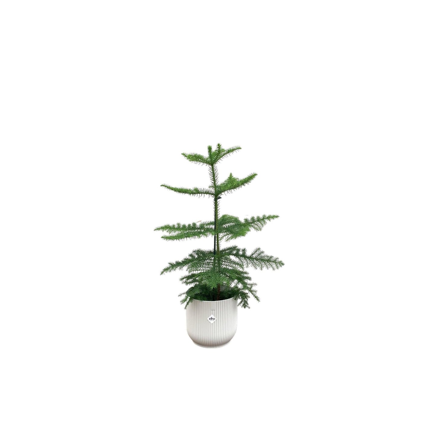 Araucaria mit Topf in verschiedenen Farben -  Zimmerkiefer 60 cm Ø18 - Zimmertanne Araucaria heterophylla - Immergrüne Zimmerpflanze